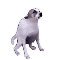 Dancing Dog Meme