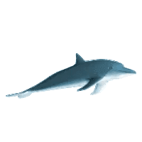 Dolphin