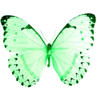 Green Butterfly