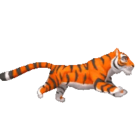 Tiger Running