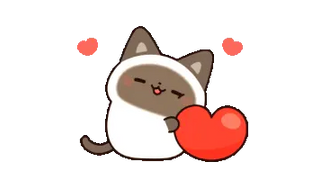 Cute Siamese Cat Love
